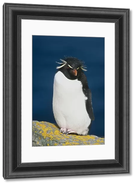 Portrait Of Rockhopper Penguin Standing On Rock Falkland Islands Summer