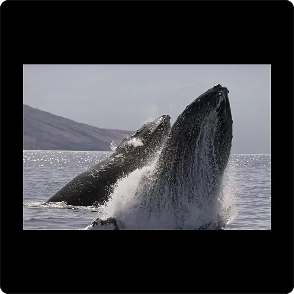 Hawaii, West Maui, Two Humpback Whales (Megaptera Novaeangliae) breaches, Propelling their bodies from the ocean