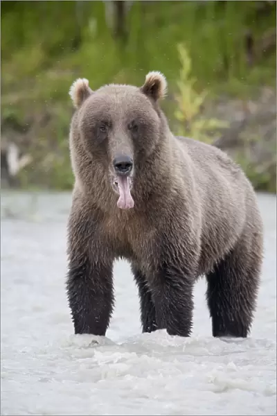 Brown Bear Sticking Out Its Tongue While Standing In The Copper River, Chugach Mountains, Chugach National Forest, Alaska, Southcentral, Summer
