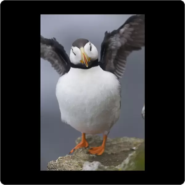 Horned Puffin With Wings Outstretched, Saint Paul Island, Pribilof Islands, Bering Sea, Southwest Alaska