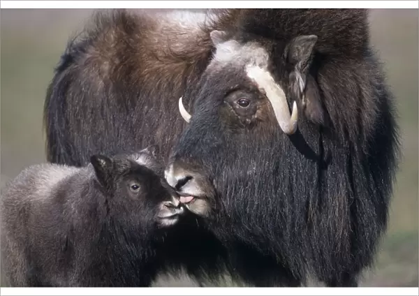 Captive Adult Female Musk Ox With Calf At The Alaska Wildlife Conservation Center During Summer In Southcentral Alaska Captive