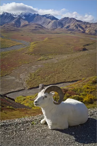 A Dall Ram Lies On Shoulder Of The Park Road Overlooking Polychrome Pass River Valley, Denali National Park And Preserve, Interior Alaska, Autumn