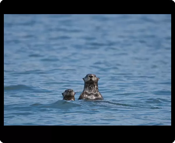 Sea Otters Swimming In The Waters Of Bristol Bay During Summer In Southwest, Alaska  /  N
