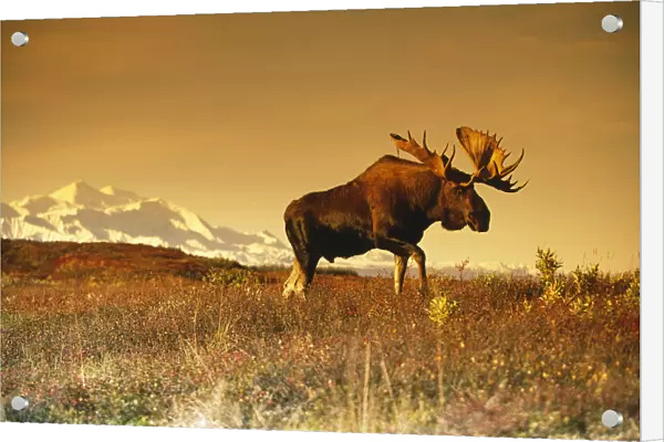Bull Moose In Front Of Mt. Mckinley Denali Np Interior Ak