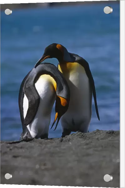 Pair Of King Penguins Preening Each Others Feathers South Georgia Island Antarctic