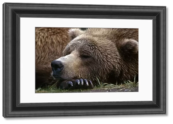 Brown Bear Resting Katmai Natl Park Southwest Alaska Summer Portrait