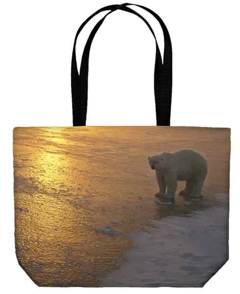 Polar Bear Walking At Sunset Churchill Manitoba Canada Winter Scenic