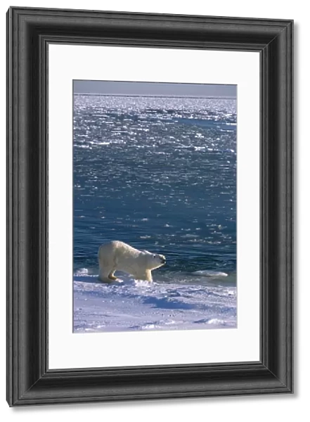 Polar Bear On Shoreline Hudon Bay Churchill Canada Manitoba Winter