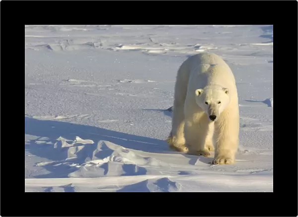 Polar Bear Walking Across Frozen Snowcovered Ground At Churchill, Manitoba, Canada