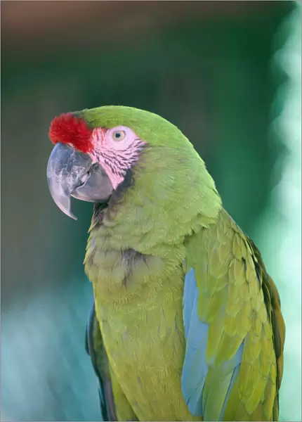 Close up of a parrot; Puerto vallarta mexico