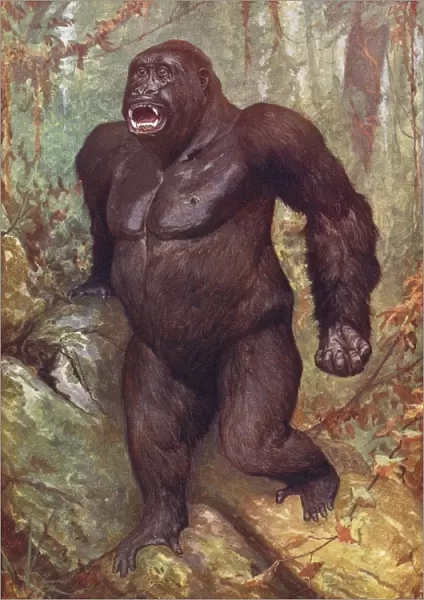 Gorilla. From The Living Animals Of The World, Published C. 1900