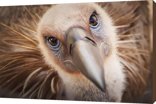 Griffon vulture (gyps fulvus); Israel