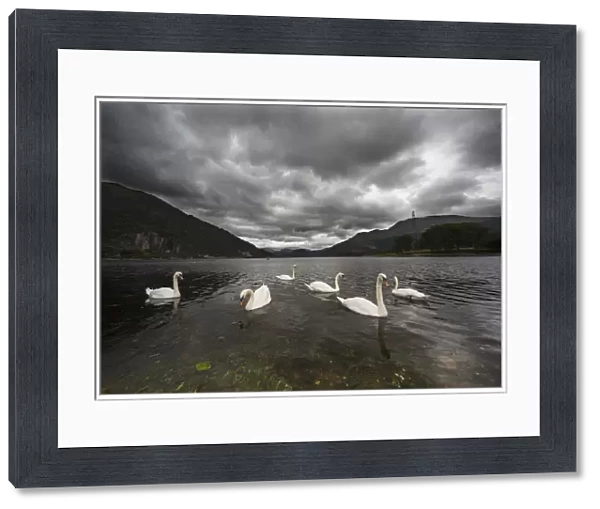 Swans swimming in the shallow water of loch etive under a stormy sky; Argyl and bute scotland