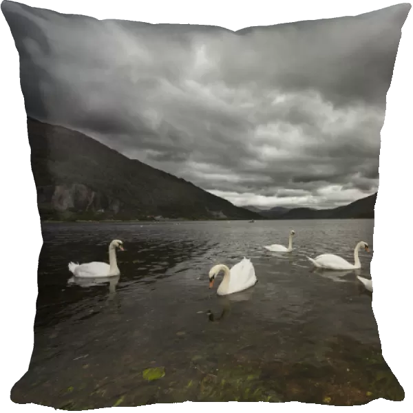 Swans swimming in the shallow water of loch etive under a stormy sky; Argyl and bute scotland