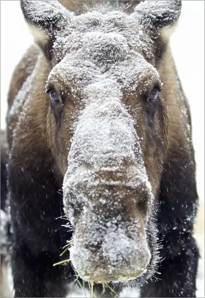 Moose (alces alces) face covered in snow; Yukon canada