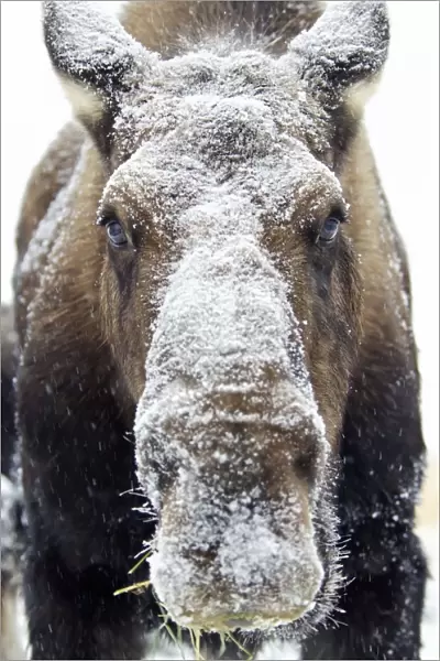 Moose (alces alces) face covered in snow; Yukon canada