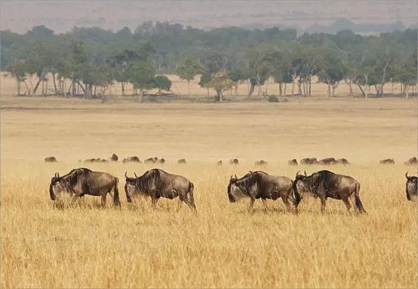 Migration of wildebeest; Msai mara kenya