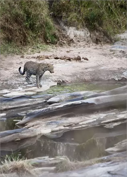 A cheetah stands at the edge of the river during migration; Msai mara kenya