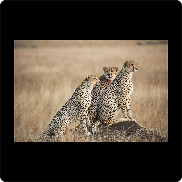 Three cheetahs standing together with a watchful eye in the msai mara national reserve; Msai mara kenya