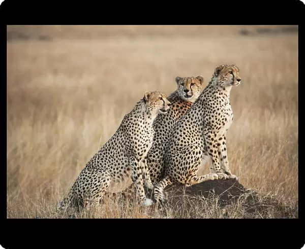 Three cheetahs standing together with a watchful eye in the msai mara national reserve; Msai mara kenya