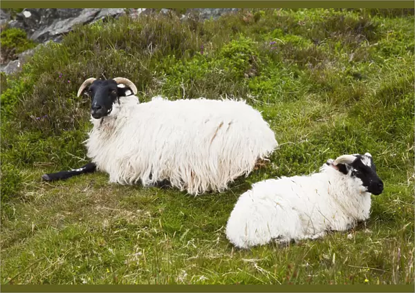 Sheep laying on the grass; Bogroad, county galway, ireland