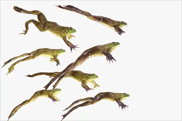 Leaping frogs; British columbia canada