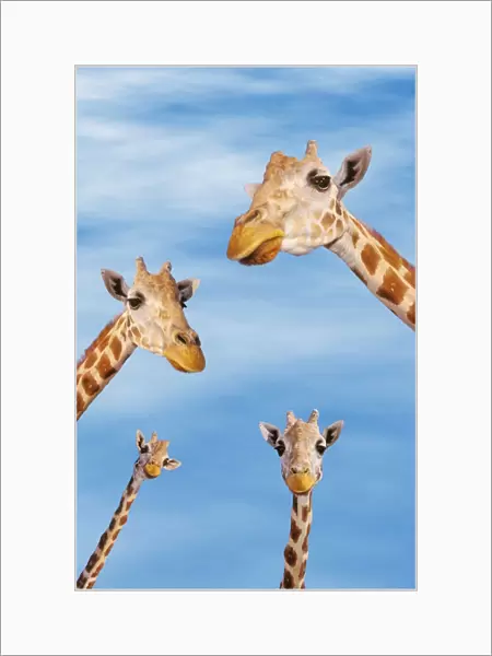 Four giraffes looking downward; Africa