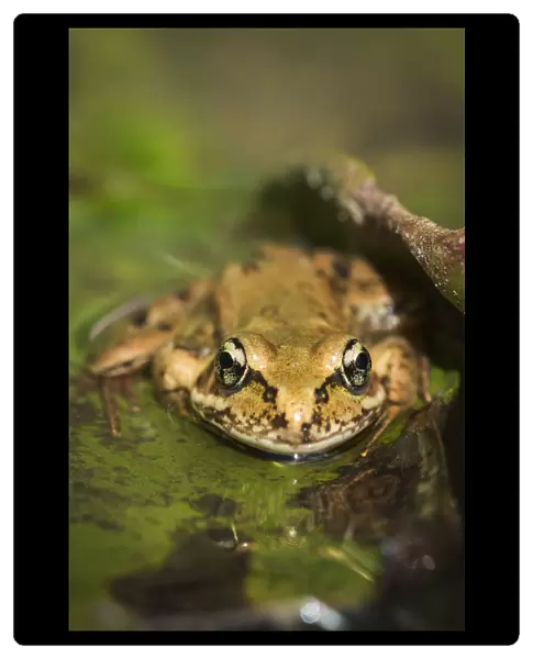 A Red-Legged Frog Rests On A Lily Pad; Astoria, Oregon, United States Of America
