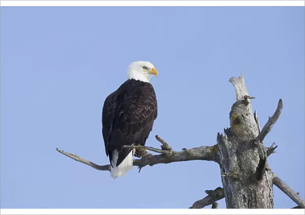 An Eagle Up On The Top Of A Dead Tree Against A Blue Sky