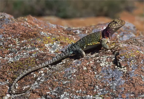 A Collared Lizard Suns On A Rock; Lawton, Oklahoma, United States Of America