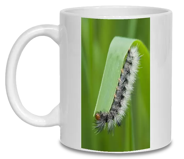 A Caterpillar Eats Grass; Astoria, Oregon, United States Of America