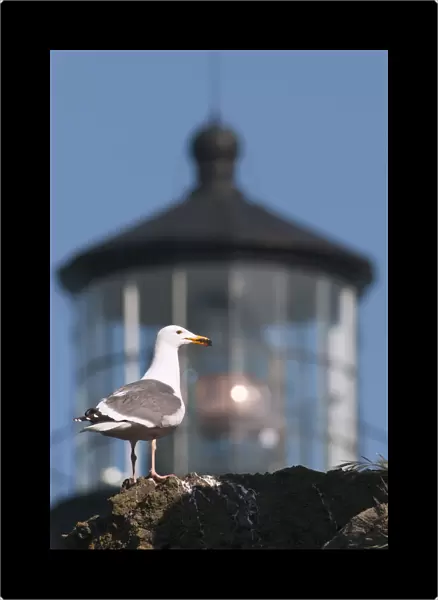A Western Gull (Larus Occidentalis) Perches On A Cliff At Yaquina Head; Newport, Oregon, United States Of America
