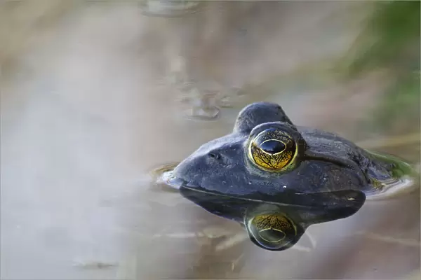 Close-Up Of American Bullfrog Partially Submerged In Water; Les Cedres, Quebec, Canada
