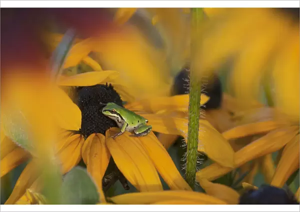 A Pacific Treefrog Looks For Flies On Black-Eyed Susan Blossoms; Astoria, Oregon, United States Of America