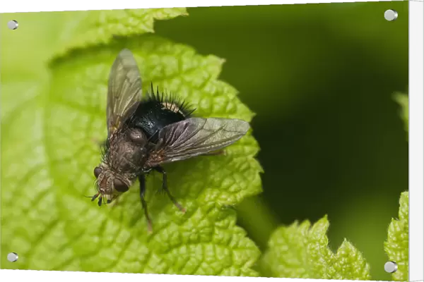 A Fly Rests On A Leaf; Astoria, Oregon, United States Of America