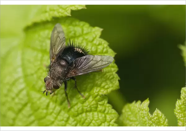 A Fly Rests On A Leaf; Astoria, Oregon, United States Of America