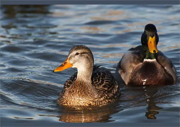 A Pair Of Mallards Swim In The Columbia River; Astoria, Oregon, United States Of America