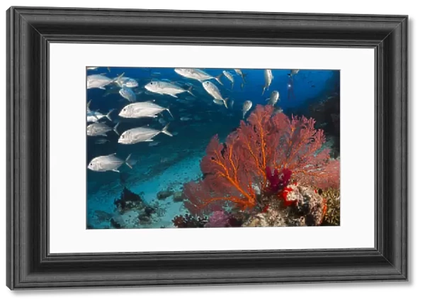 Alconarian And Gorgonian Coral With Schooling Bigeye Jacks Dominate This Fijian Reef Scene; Fiji