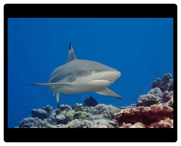 Blacktip Reef Shark (Carcharhinus Melanopterus); Yap, Micronesia