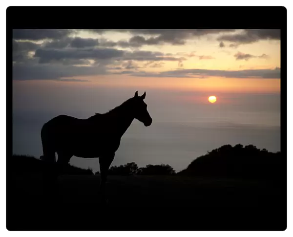 Hawaii, Big Island, Horse At North Kohala Ranch At Sunset