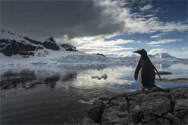 Antarctica, Cuverville Island, Silhouette Of Gentoo Penguin (Pygoscelis Papua) Standing On Rocky Shoreline Along Errera Channel