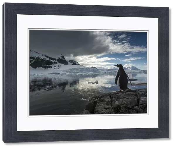 Antarctica, Cuverville Island, Silhouette Of Gentoo Penguin (Pygoscelis Papua) Standing On Rocky Shoreline Along Errera Channel
