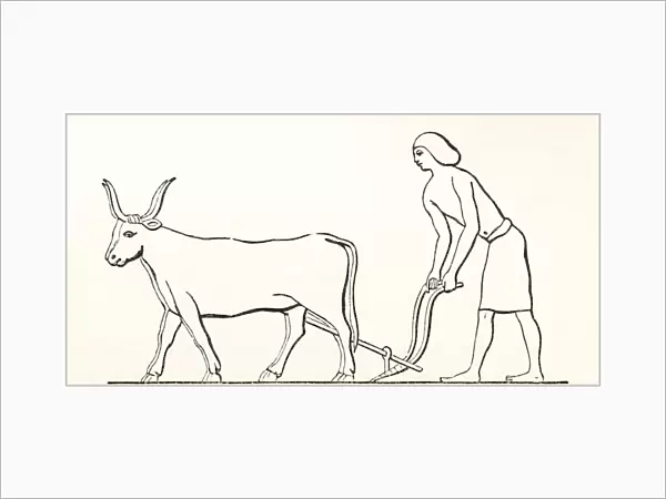 Ploughing With Oxen In Ancient Egypt. From The Imperial Bible Dictionary, Published 1889