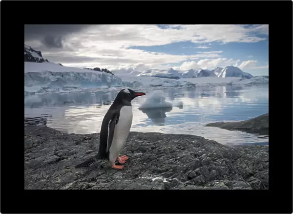 Antarctica, Cuverville Island, Gentoo Penguin (Pygoscelis Papua) Standing On Rocky Shoreline Along Errera Channel