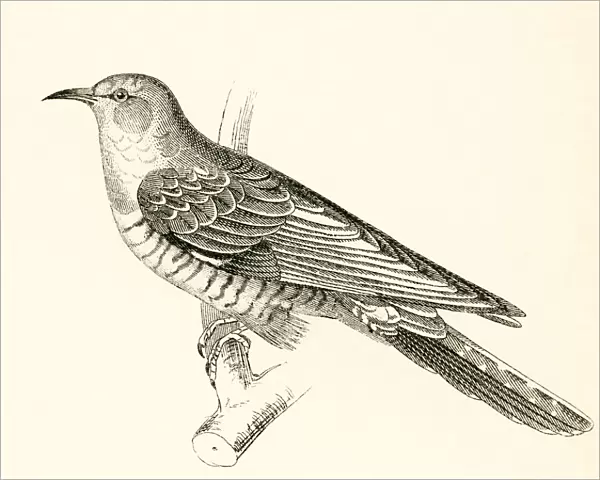 The Common Cuckoo, Cuculus Canorus. From The National Encyclopaedia, Published C. 1890