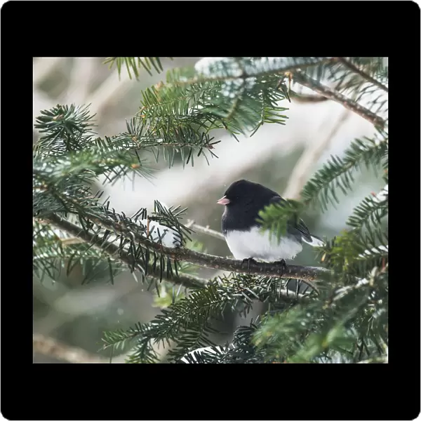 Dark-Eyed Junco On A Spruce Tree; Ontario, Canada