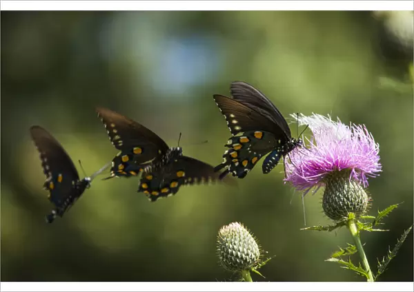 Black Swallowtail Butterflies (Papilio Polyxenes) Swarm Around Thistle Blossom; Tahlequah, Oklahoma, United States Of America