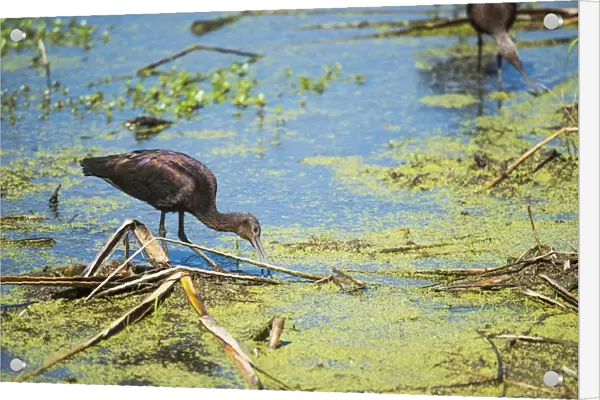 A Glossy Ibis (Plegadis Falcinellus) Searches For Prey In A Marsh; Vian, Oklahoma, United States Of America