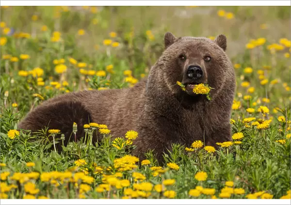 A Brown Bear Forages On Dandelions, Tatshenshini-Alsek Park, Accessible From The Haines To Haines Junction Section Of The Alaska Highway, Summer, Yukon, Canada
