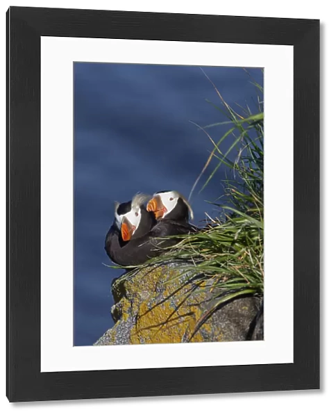 Pair Of Tufted Puffins (Fratercula Cirrhata) Preening On A Lichen Covered Boulder In Afternoon Sunshine, Walrus Islands State Game Sanctuary, Round Island, Bristol Bay, Alaska